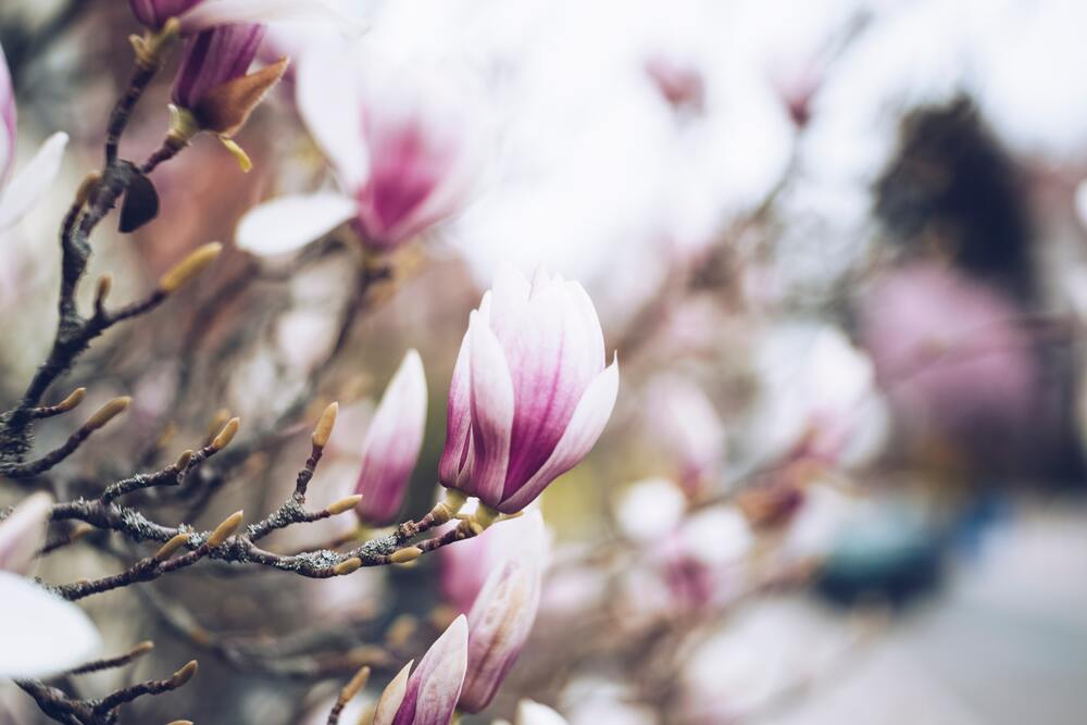 4 Romantic Languages to Celebrate Love in the Spring