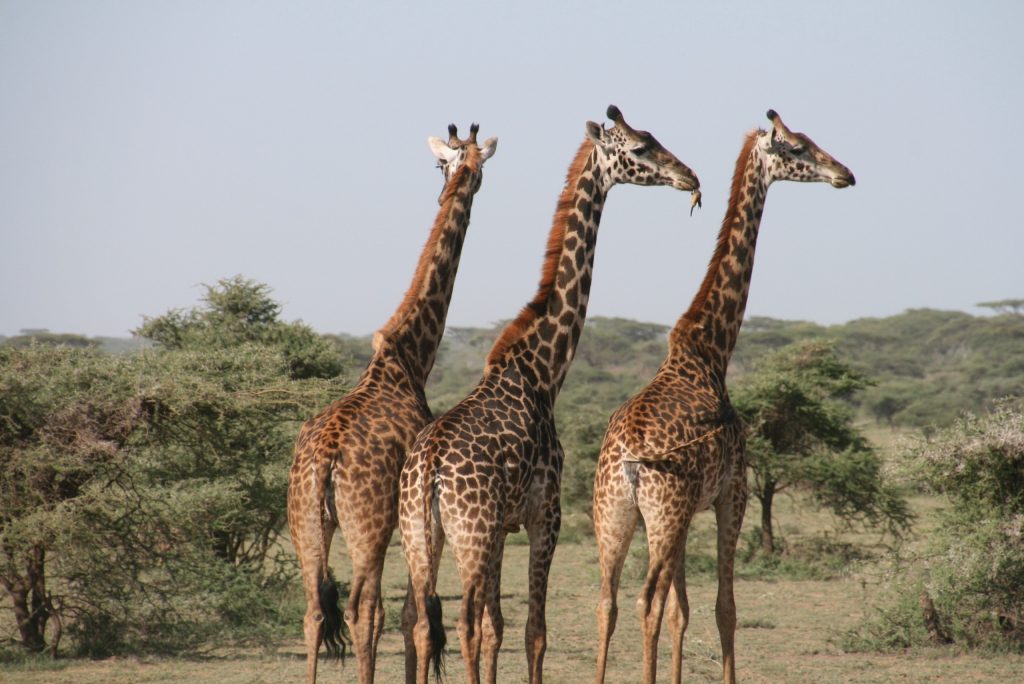The Importance of Animal Translations
